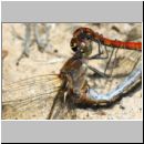 Sympetrum sp - Heidelibellen 01a.jpg